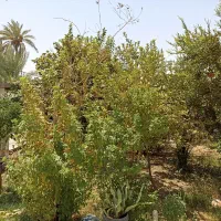 باغبانی