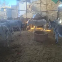 خر یا الاغ کله ی وباری|حیوانات مزرعه|اصفهان, احمدآباد|دیوار