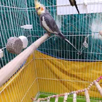 عروس هلندی نر -ابلق سینامون|پرنده|اسدآباد, |دیوار