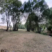 زمین پر از درخت قلمه در اره جان