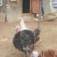 ۳عددبوقلمون.۵عددخروس