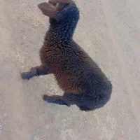 بره ماده اذوغه خور