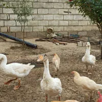غاز و بوقلمون ماده سالم