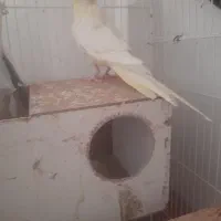 عروس هلندی نر