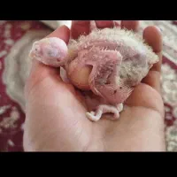 تخم گذار مولد هلندی
