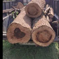 درخت گردو وانواع درختان خریداریم|خدمات باغبانی و درختکاری|بروجرد, |دیوار