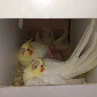 عروس هلندی|پرنده|کاشان, سیفی آباد|دیوار