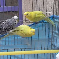 فروش پرنده