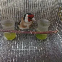 سهره دهن زن