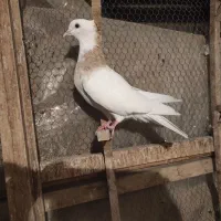 کفتر رنگه، آلمانی سبز طوقی هفترنگ، ساده کلاغدم