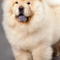 فروش فوری چاوچاو ماده 3 ماهه|سگ|رشت, سعدی (تختی)|دیوار