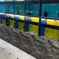 ماهی آکواریم آبنوس|ماهی|قم, هفت تیر|دیوار