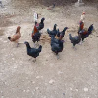 قیمت توافقی