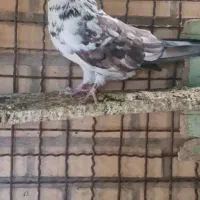 کفتر بیله یا کشتنی