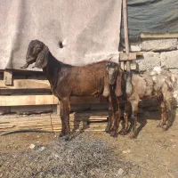 دوتا چپشت  یا نر بز رودان