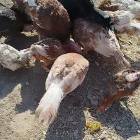 فروش بوقلمون|حیوانات مزرعه|سقز, |دیوار