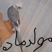 جفت عروس هلندی وایت فیس|پرنده|قم, محمد آباد|دیوار