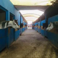 اسب