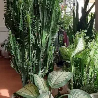 گل و کاکتوس|گل و گیاه طبیعی|پیر بکران, |دیوار