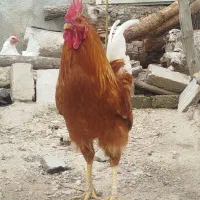 دو عدد خروس گلین خوش خال