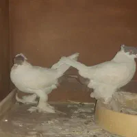 جفت کبوتر کله دمبی جهت معاوضه
