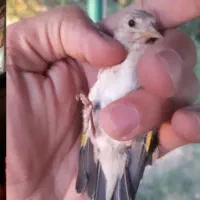 جوجه سهره