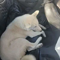 سگ هاسکی ماده|سگ|مشهد, فرهنگیان (شهرک غرب)|دیوار