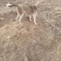 *گمشده* *توله سگ گمشده*|حیوانات|تبریز, |دیوار