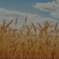 گندم دروم وگندم داریون