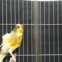 قناری نر ابلق با قفس ۱۰۰۰۰|پرنده|رباطکریم, نصیرشهر|دیوار