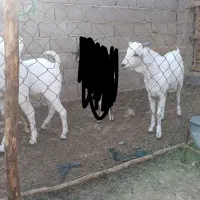 سلام. ۳ راس نری سومال ۱۰ ماهه درجه یک و پلمپ.|حیوانات مزرعه|بندر دیر, |دیوار