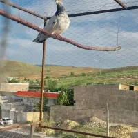 کبوتر