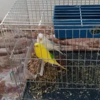 یک جفت مرغ عشق و یک عدد عروس هلندی