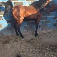 نریان‌ کورد