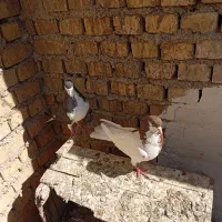 کفتر پلاکی و شهری