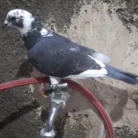 ۱عدد کبوتر نر پر کپچه قیمت ۵۰۰ تومان