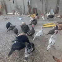 ۲۵ عددبوقلمون نروماده|حیوانات مزرعه|ماهیدشت, |دیوار