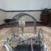 عروس هلندی|پرنده|کرمانشاه, |دیوار