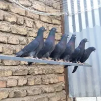 ۵۰ کبوتر پرشی