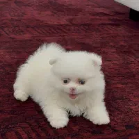 پامر خرسی اصل سایز ریز