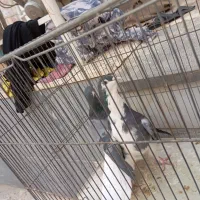 کفتر دمگیر|پرنده|خمینی‌شهر, |دیوار