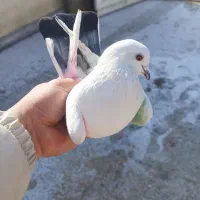 ماده دم سیاه