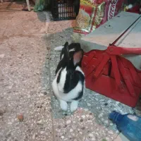 خرگوش