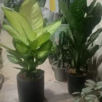 پایه گلدون ۶تای|گل و گیاه طبیعی|ورامین, ورامین|دیوار