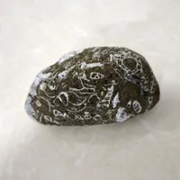 سنگ فسیل
