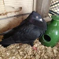 کبوتر مشکی کاکولی|پرنده|لاهیجان, کوی زمانی|دیوار