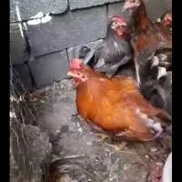 مرغ و خروس محلی