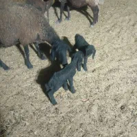 تعدادی میش،شیشک،بره نره،ماده|حیوانات مزرعه|صفادشت, |دیوار