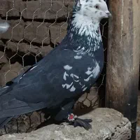 دوتا نر کله برنجی|پرنده|کیار, |دیوار