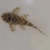 ماهی پلکو L333